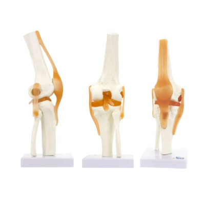 MODELO FUNCIONAL DE ARTICULACIÓN DE RODILLA CON LIGAMENTOS