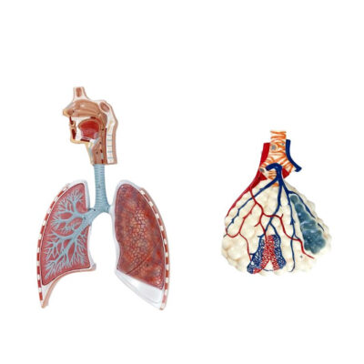 SISTEMA RESPIRATORIO CON MODELO DE ALVEOLOS 150X AMPLIADO NASCO HEALTHCARE