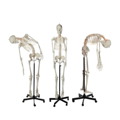 ESQUELETO FLEXIBLE ADULTO MONTADO NASCO HEALTHCARE