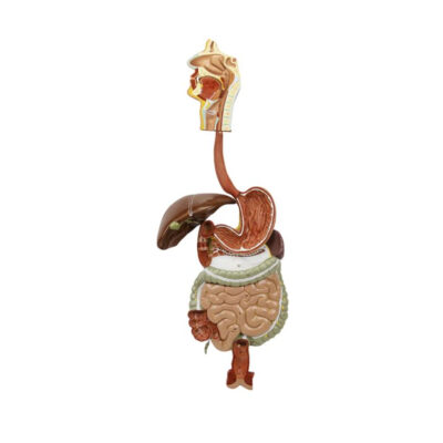 MODELO DEL SISTEMA DIGESTIVO 2 PIEZAS NASCO HEALTHCARE