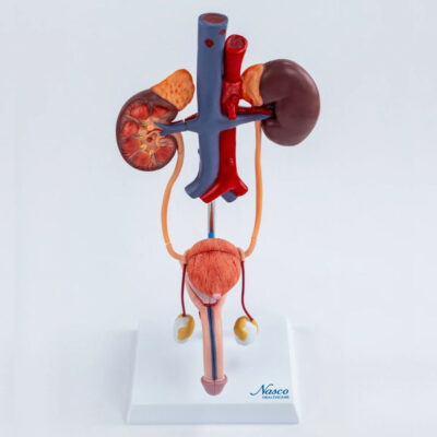 MODELO DEL SISTEMA URINARIO MASCULINO NASCO HEALTHCARE
