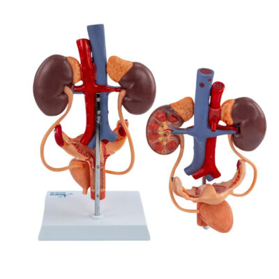 MODELO DEL SISTEMA URINARIO FEMENINO NASCO HEALTHCARE